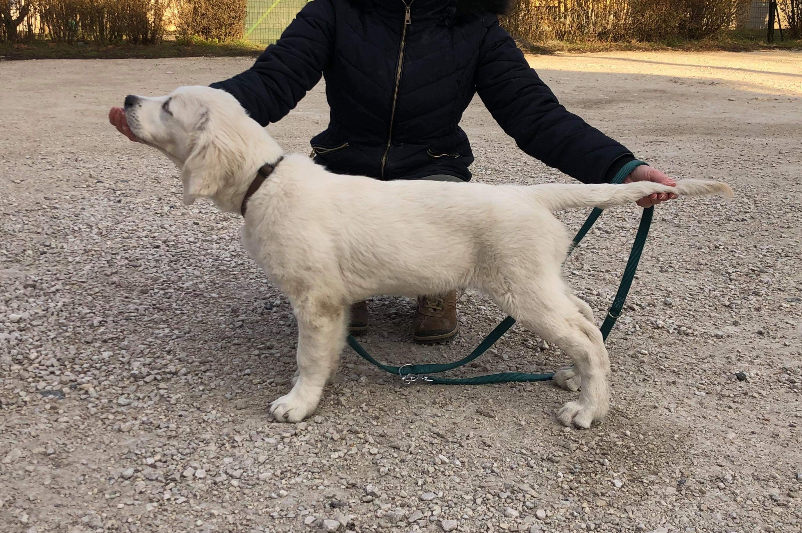 Lindenhoney After the Rainbow