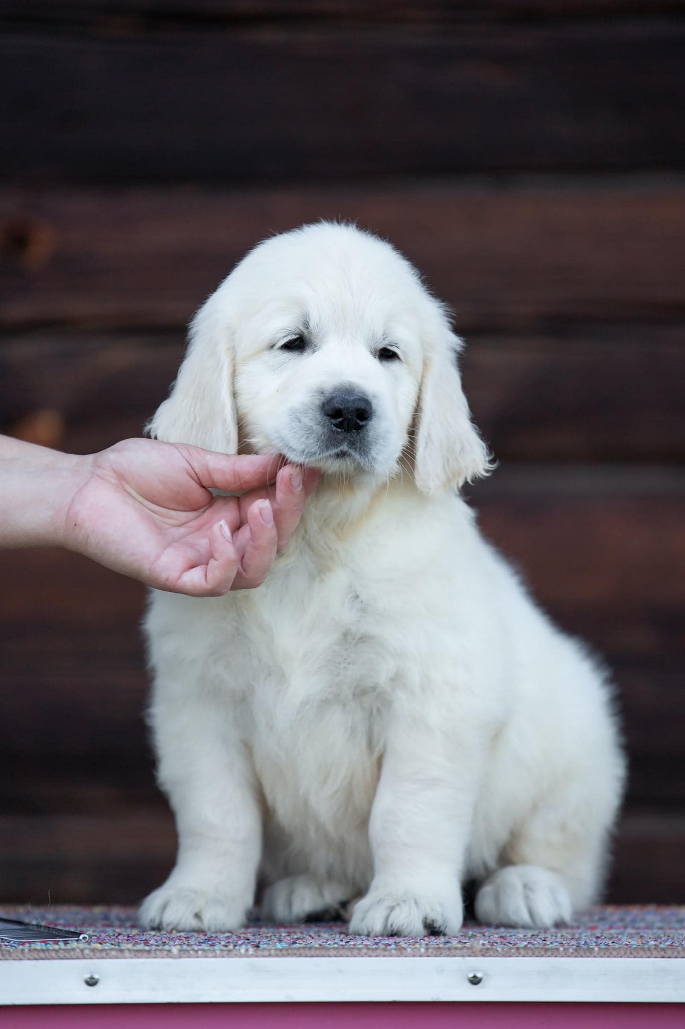 Angelonato Majestic Wizard