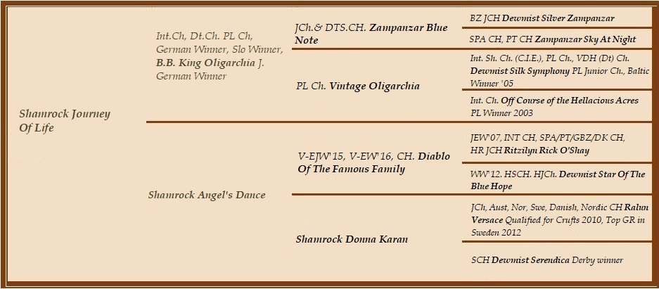 Shamrock Journey Of Life