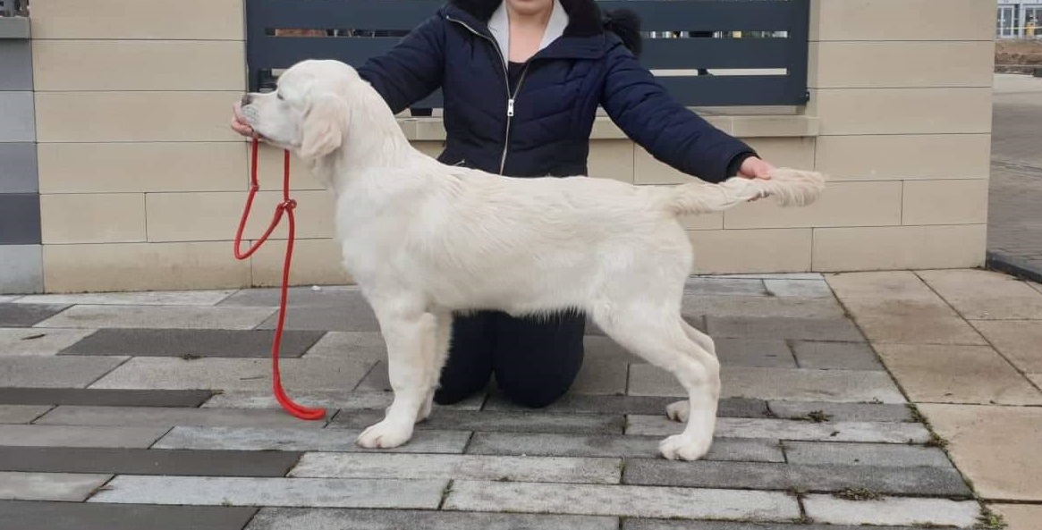 Lindenhoney Always Handsome 