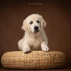 Lindenhoney Be My Lover 'Molly'