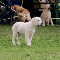 Shamrock Journey Of Life 'Jane'