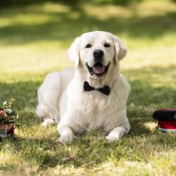 Lindenhoney Prince Of Dawn