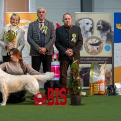 Shamrock Journey Of Life ‘Jane’ Exc. I. CAC, BOB, BIS