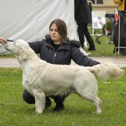 Angelonato Majestic Wizard ‘Victor’ Exc. I. HPJ