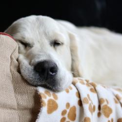Victor taking a nap on a rainy day