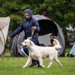 Angelonato Majestic Wizard