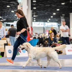 Shamrock Journey Of Life