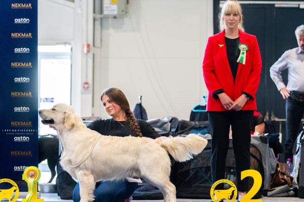 Angelonato Majestic Wizard