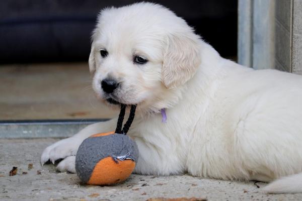 Lindenhoney Angel Face