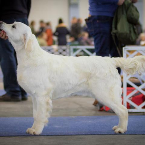 Shamrock Jungle Voice