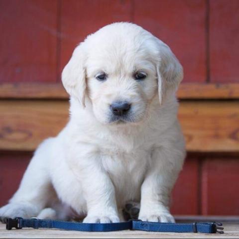 Shamrock Jungle Voice