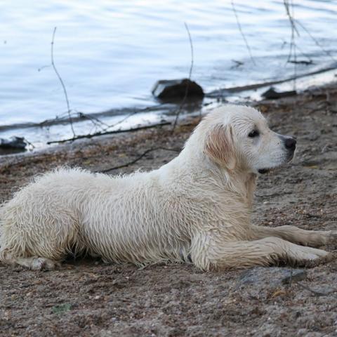 Lindenhoney Aerial Dancer (7 months)