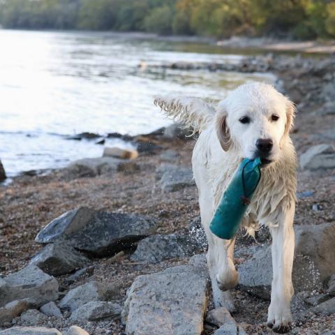 Lindenhoney Aerial Dancer (7 months)
