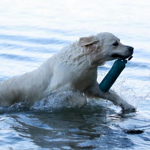 Shamrock Jungle Voice