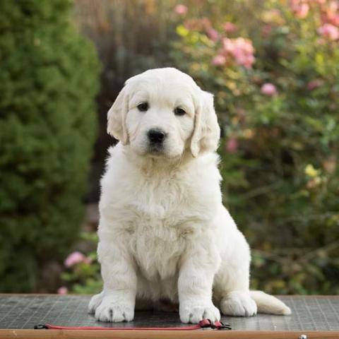 Lindenhoney Aerial Dancer (7 weeks)