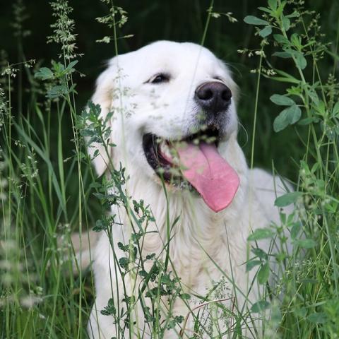 Lindenhoney Aerial Dancer
