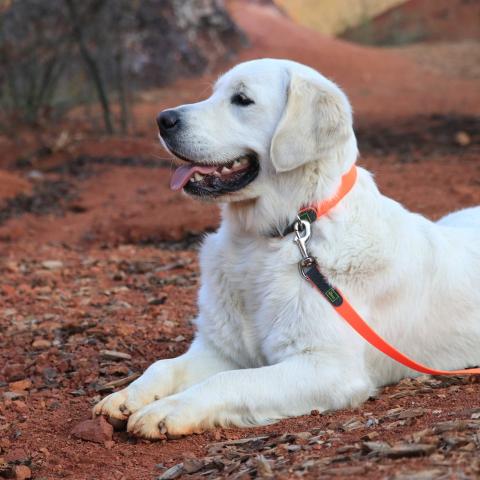 Lindenhoney Aerial Dancer
