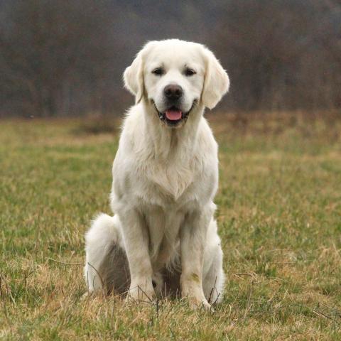 Lindenhoney After the Rainbow 