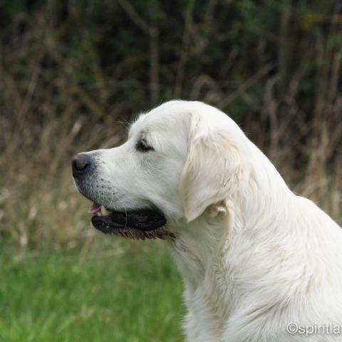 Lindenhoney After the Rainbow 