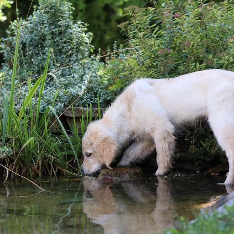 Lindenhoney Born of Starshine