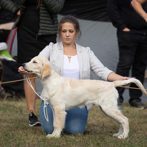 Lindenhoney Born of Starshine