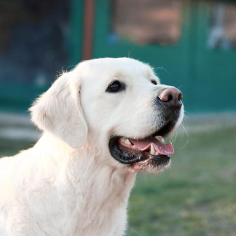 Lindenhoney Aerial Dancer