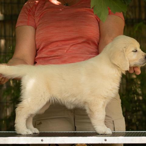 Shamrock Journey Of Life