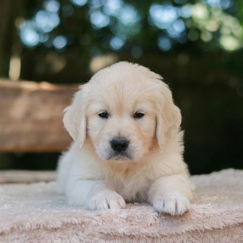 Shamrock Journey Of Life