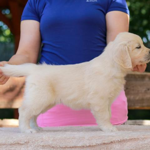 Shamrock Journey Of Life