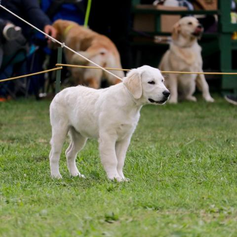 Shamrock Journey Of Life at her age of 4 months