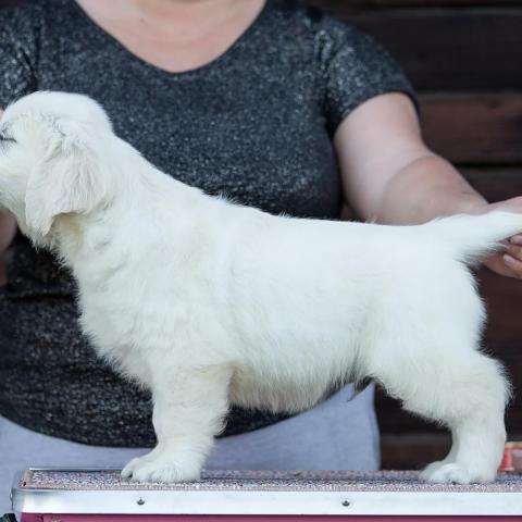 Angelonato Majestic Wizard