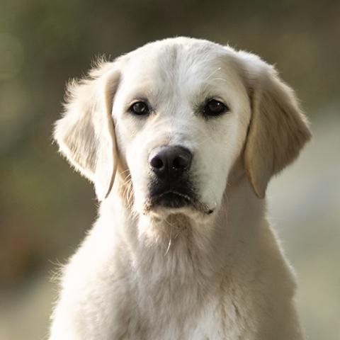 Shamrock Journey Of Life