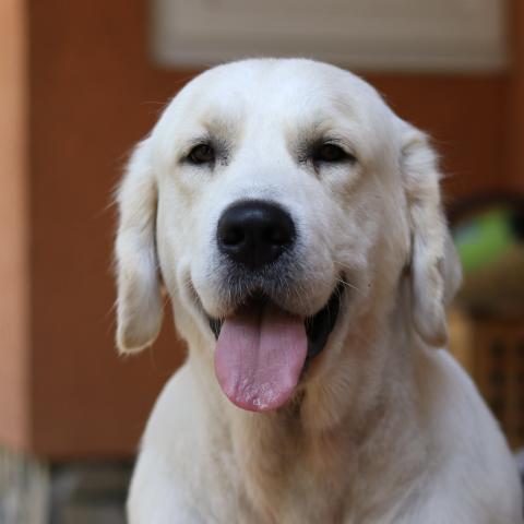 Angelonato Majestic Wizard