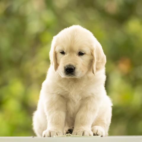 Lindenhoney Dancing Queen