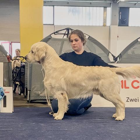 Angelonato Majestic Wizard