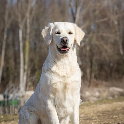 Shamrock Journey Of Life