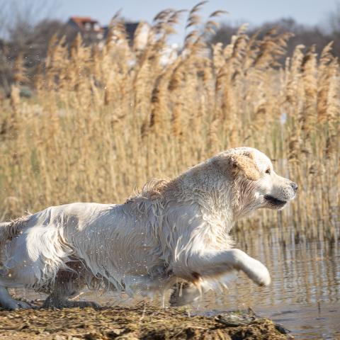 Angelonato Majestic Wizard