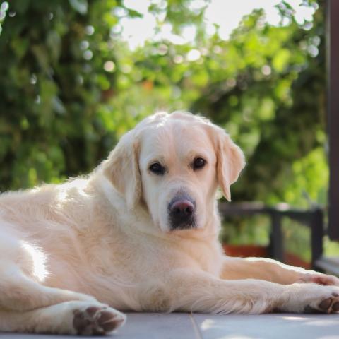 Shamrock Journey Of Life