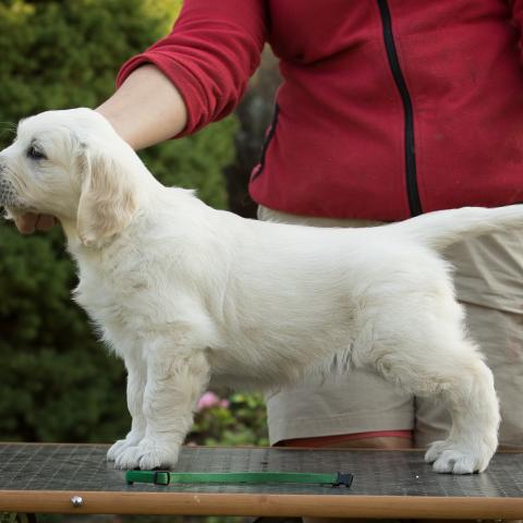 Lindenhoney Adventurer 