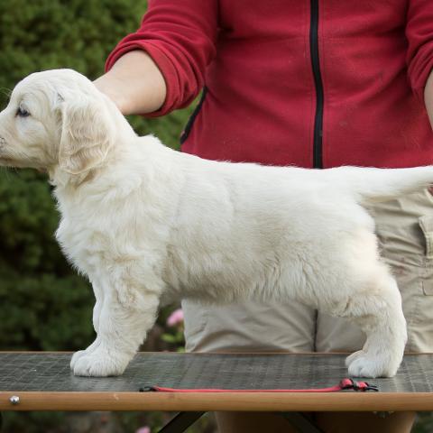 Lindenhoney Aerial Dancer 