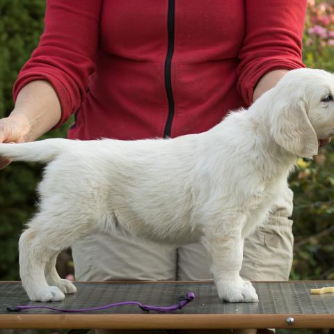 Lindenhoney Angel Face