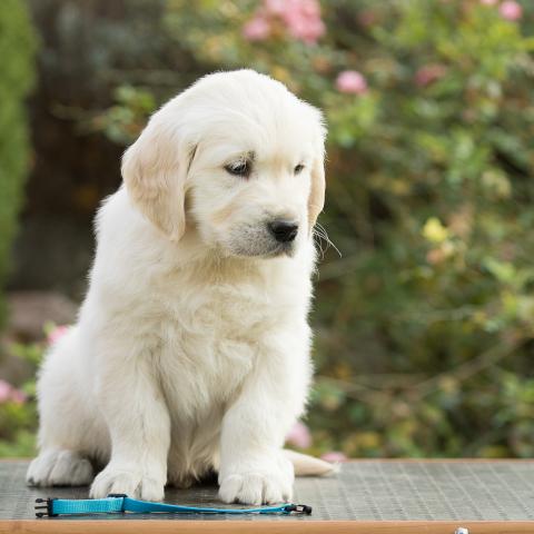 Lindenhoney Always Handsome