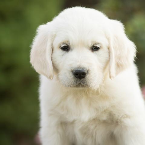 Lindenhoney Above the Clouds