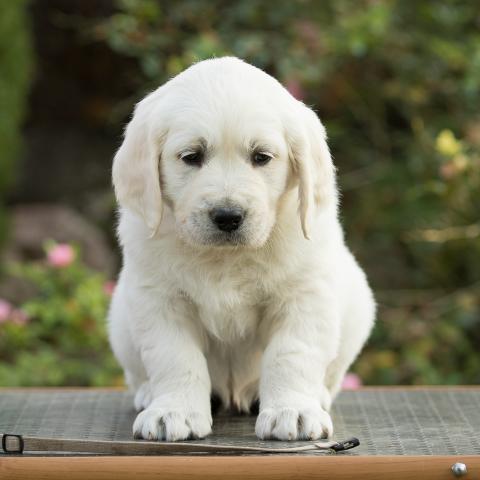 Lindenhoney After the Rainbow