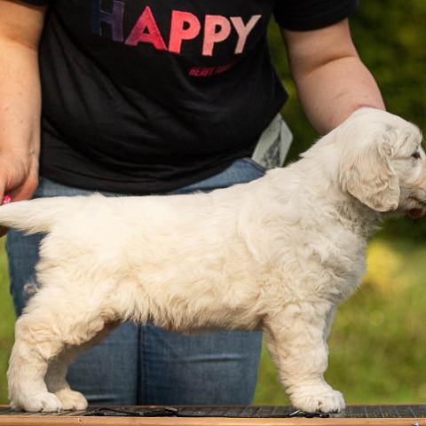 Lindenhoney Born to be Wild