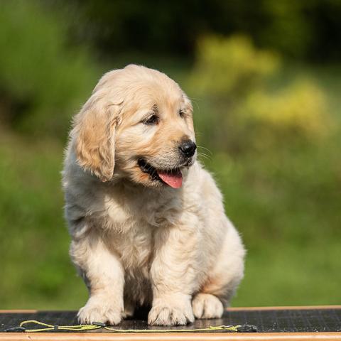 Lindenhoney Begin the Beguine