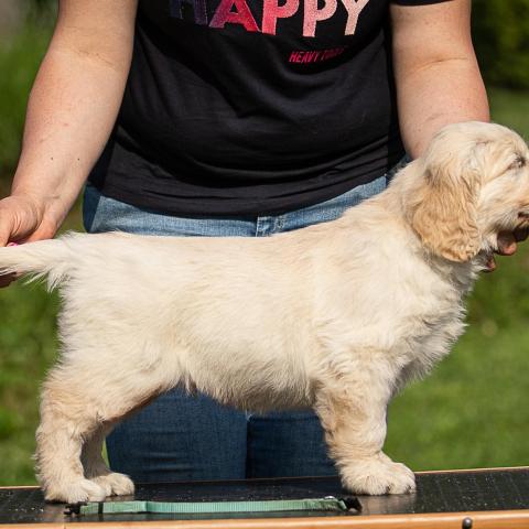 Lindenhoney Born of Starshine