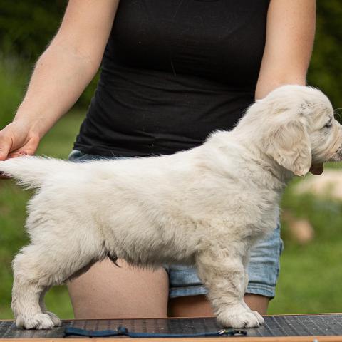 Lindenhoney Baker Street