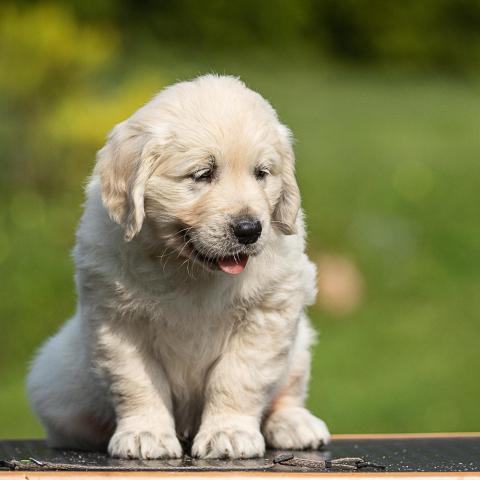 Lindenhoney Belfry of Bruges
